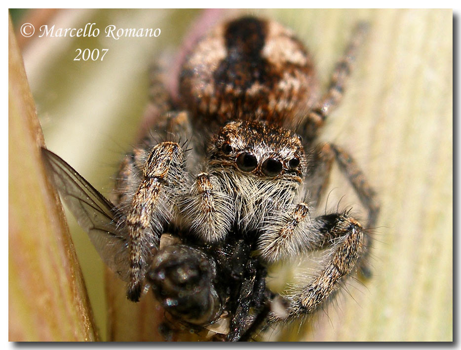 Femmina di Philaeus chrysops (?): occhi assassini